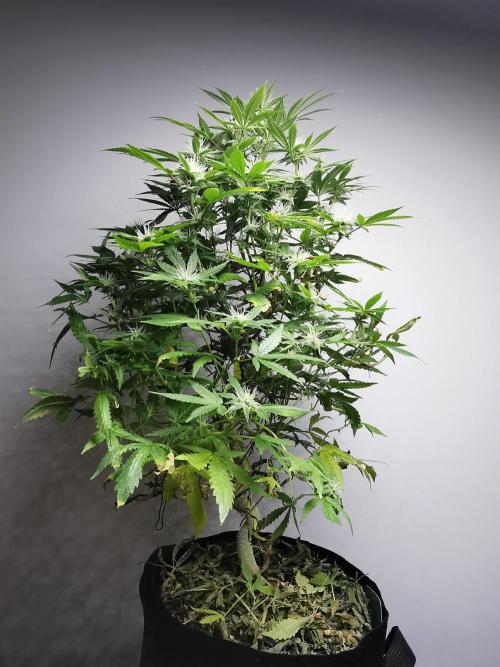 Frappe Late Z  2 / FC-E4800 / 90x60x140. Week 20