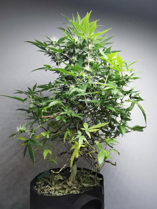 Frappe Late Z  2 / FC-E4800 / 90x60x140. Week 20