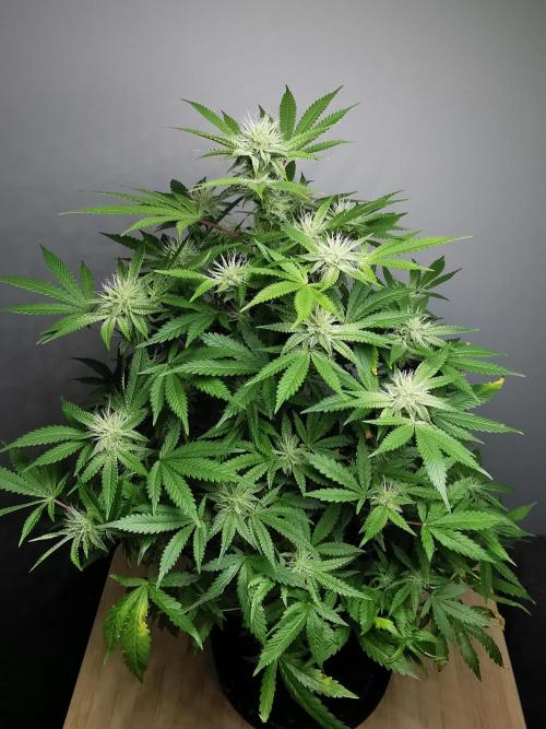 Frappe Late Z  2 / FC-E4800 / 90x60x140. Week 20