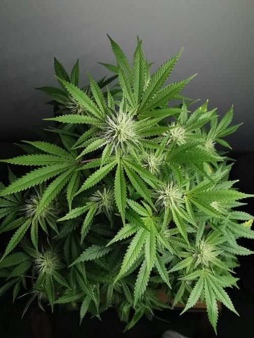 Frappe Late Z  2 / FC-E4800 / 90x60x140. Week 20
