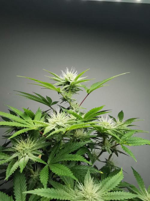 Frappe Late Z  2 / FC-E4800 / 90x60x140. Week 20