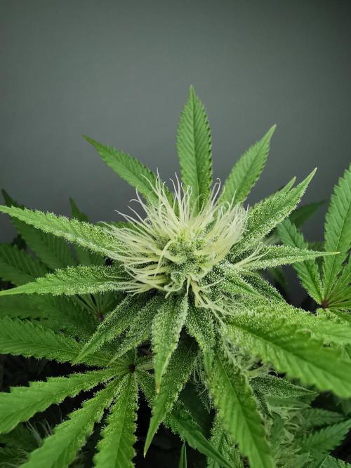 Frappe Late Z  2 / FC-E4800 / 90x60x140. Week 20