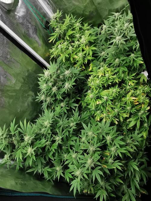 Frappe Late Z  2 / FC-E4800 / 90x60x140. Week 20