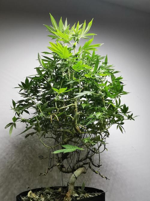 Frappe Late Z  4 / FC-E4800 / 90x60x140. Week 20
