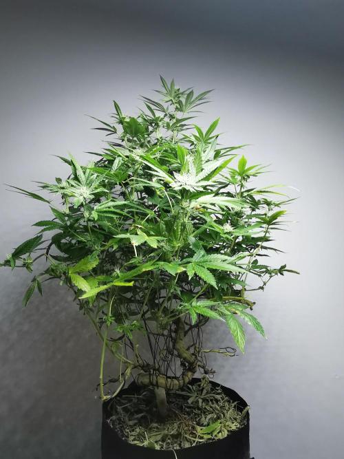 Frappe Late Z  4 / FC-E4800 / 90x60x140. Week 20