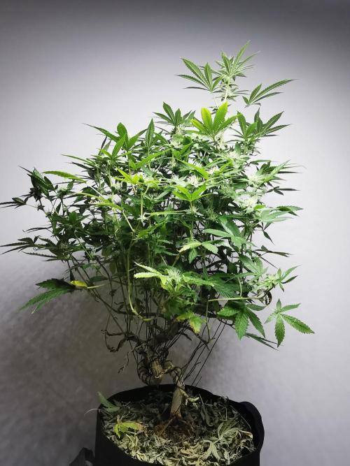 Frappe Late Z  4 / FC-E4800 / 90x60x140. Week 20