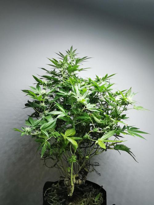 Frappe Late Z  4 / FC-E4800 / 90x60x140. Week 20