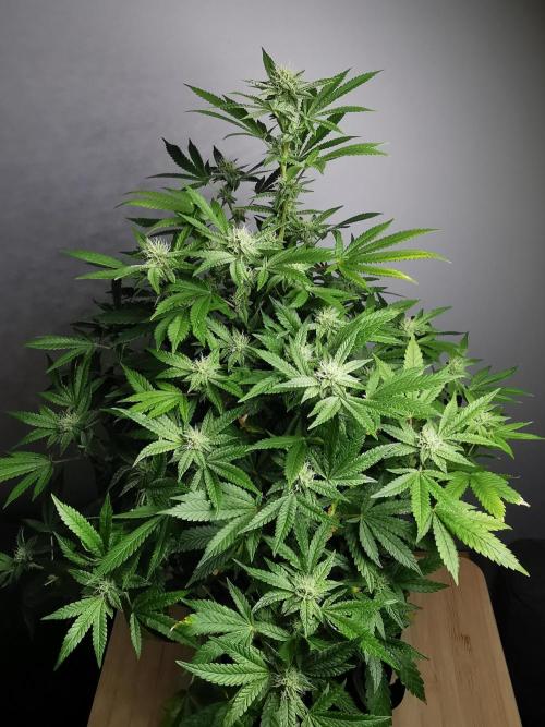Frappe Late Z  4 / FC-E4800 / 90x60x140. Week 20