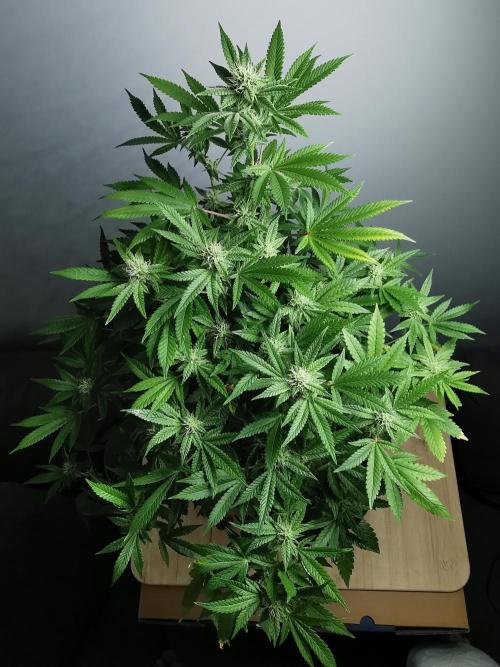 Frappe Late Z  4 / FC-E4800 / 90x60x140. Week 20