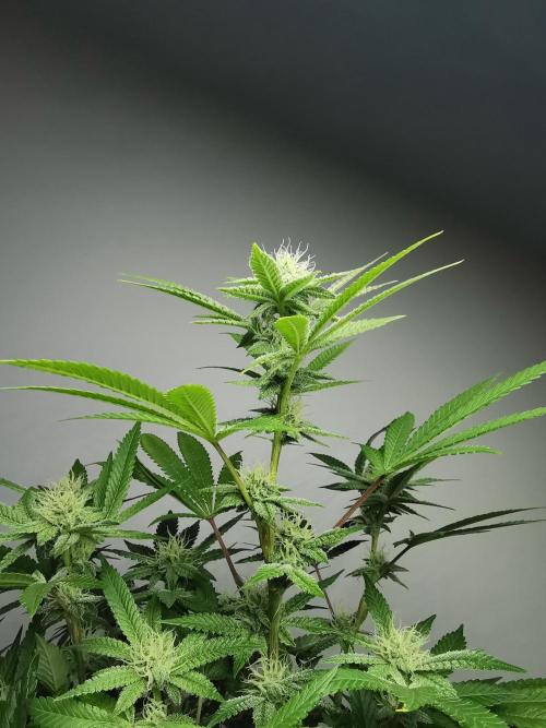 Frappe Late Z  4 / FC-E4800 / 90x60x140. Week 20