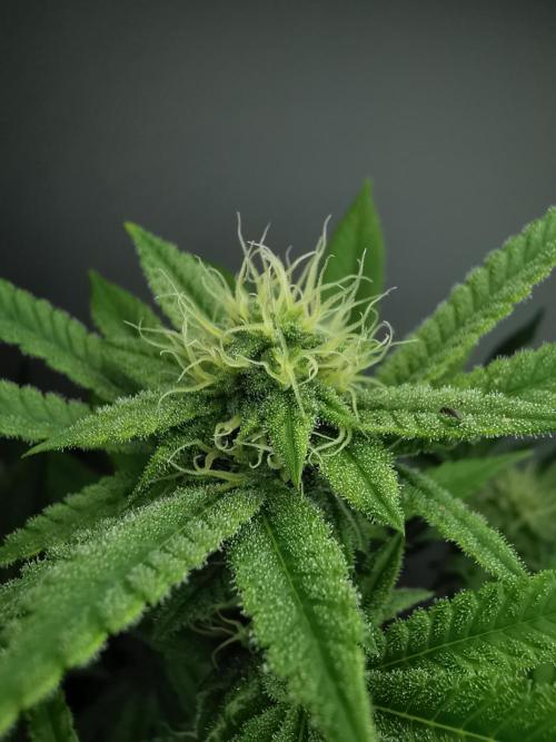 Frappe Late Z  4 / FC-E4800 / 90x60x140. Week 20