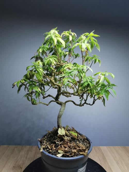 Tropical Spritzer 1 /FC-E4800 /90x60x140. Week 21