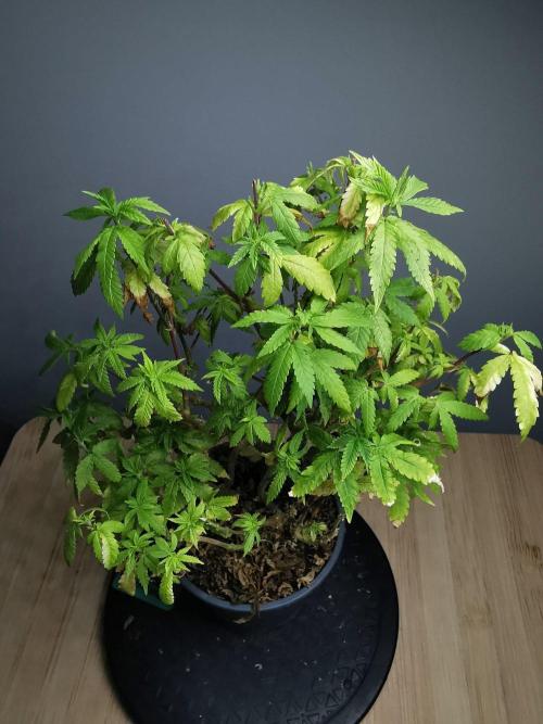 Tropical Spritzer 1 /FC-E4800 /90x60x140. Week 21