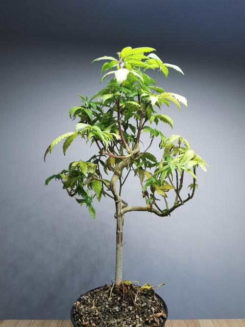 Frappe Late Z  3 / FC-E4800 /90x60x140. Week 21