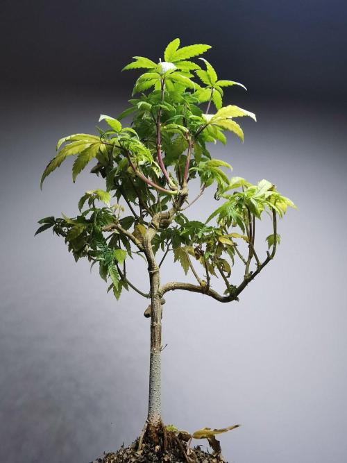 Frappe Late Z  3 / FC-E4800 /90x60x140. Week 21