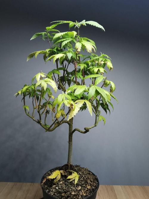 Frappe Late Z  3 / FC-E4800 /90x60x140. Week 21