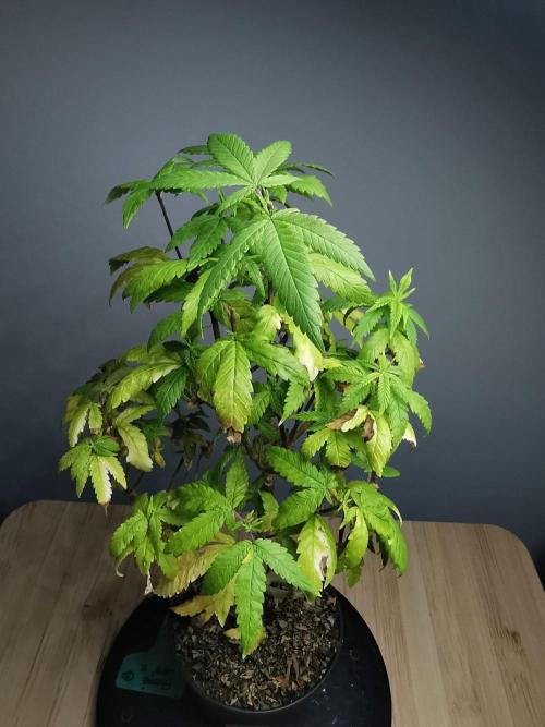 Frappe Late Z  3 / FC-E4800 /90x60x140. Week 21