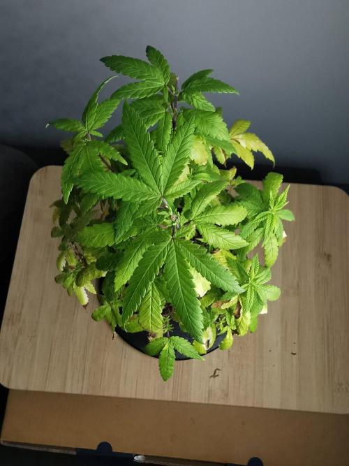 Frappe Late Z  3 / FC-E4800 /90x60x140. Week 21