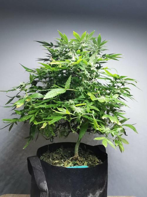Frappe Late Z  1 / FC-E4800 / 90x60x140. Week 21
