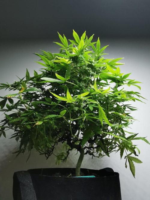 Frappe Late Z  1 / FC-E4800 / 90x60x140. Week 21