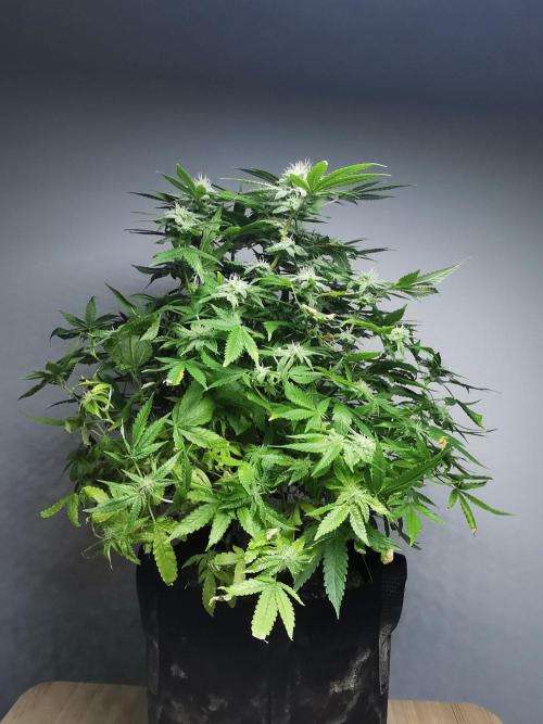 Frappe Late Z  1 / FC-E4800 / 90x60x140. Week 21