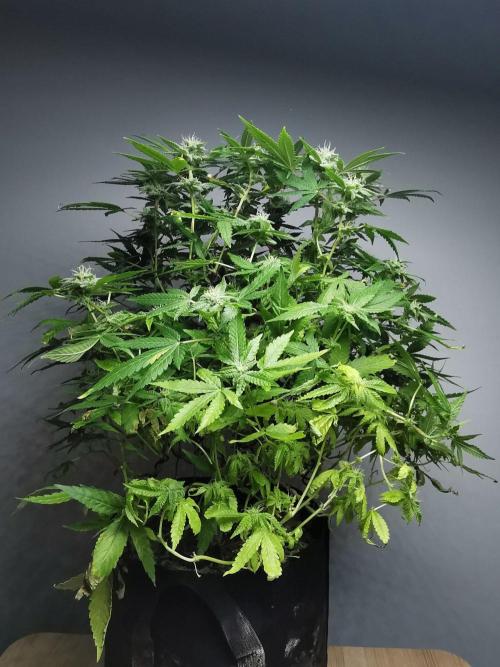 Frappe Late Z  1 / FC-E4800 / 90x60x140. Week 21
