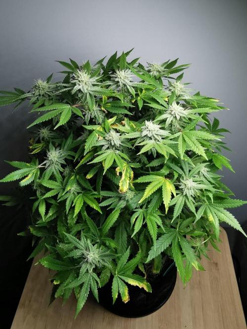 Frappe Late Z  1 / FC-E4800 / 90x60x140. Week 21
