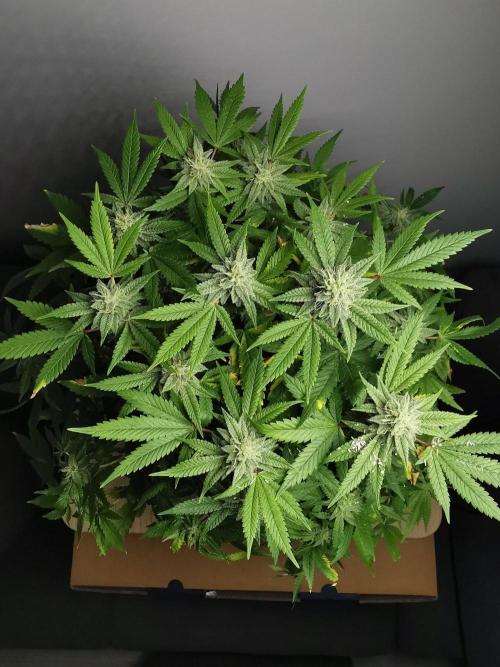 Frappe Late Z  1 / FC-E4800 / 90x60x140. Week 21