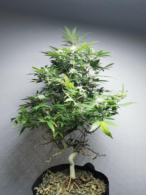 Frappe Late Z  2 / FC-E4800 / 90x60x140. Week 21