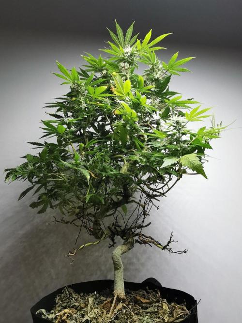 Frappe Late Z  2 / FC-E4800 / 90x60x140. Week 21