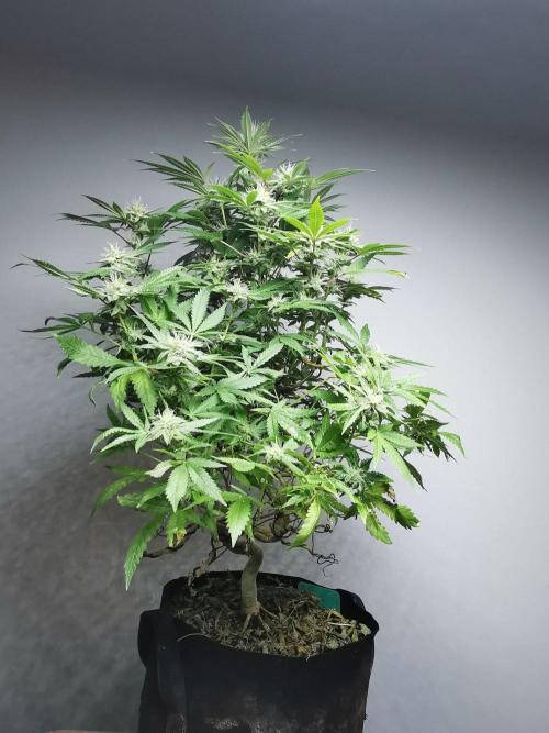 Frappe Late Z  2 / FC-E4800 / 90x60x140. Week 21