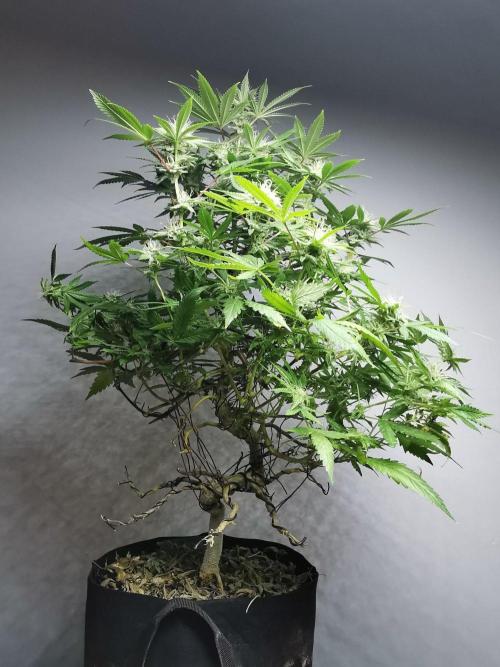 Frappe Late Z  2 / FC-E4800 / 90x60x140. Week 21