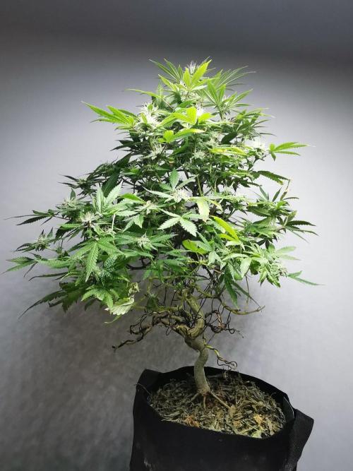 Frappe Late Z  2 / FC-E4800 / 90x60x140. Week 21