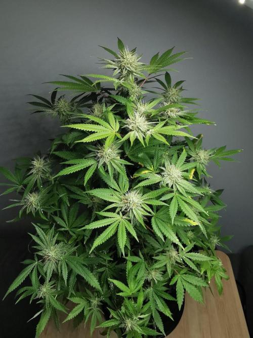 Frappe Late Z  2 / FC-E4800 / 90x60x140. Week 21