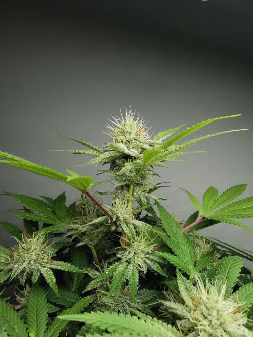 Frappe Late Z  2 / FC-E4800 / 90x60x140. Week 21