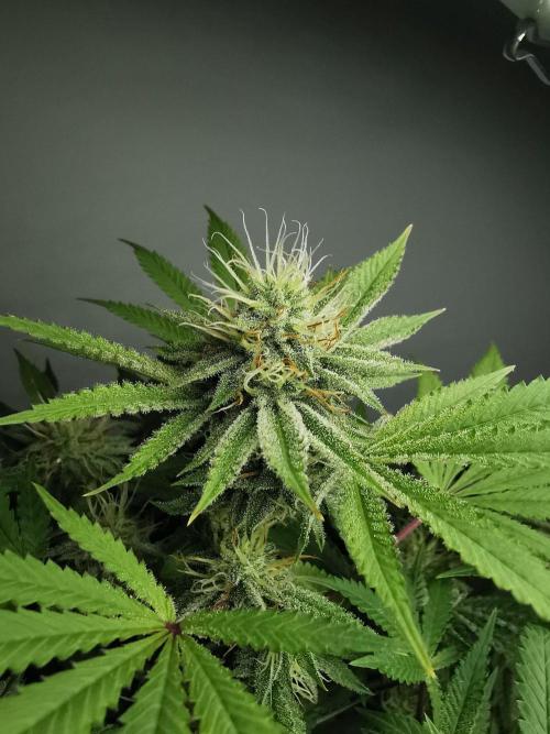 Frappe Late Z  2 / FC-E4800 / 90x60x140. Week 21