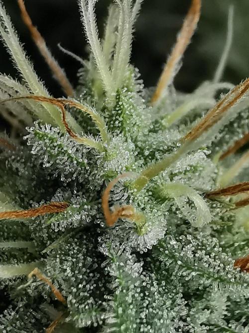 Frappe Late Z  2 / FC-E4800 / 90x60x140. Week 21
