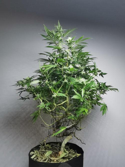 Frappe Late Z  4 / FC-E4800 / 90x60x140. Week 21