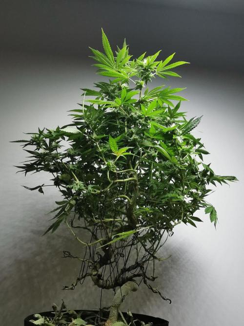 Frappe Late Z  4 / FC-E4800 / 90x60x140. Week 21