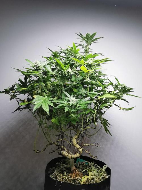 Frappe Late Z  4 / FC-E4800 / 90x60x140. Week 21