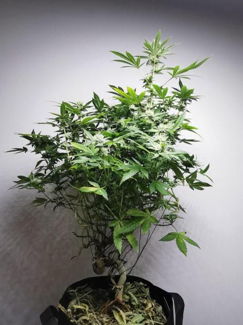 Frappe Late Z  4 / FC-E4800 / 90x60x140. Week 21