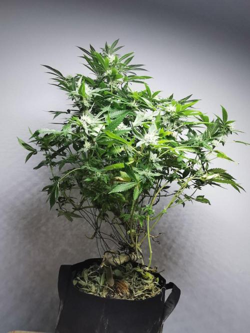 Frappe Late Z  4 / FC-E4800 / 90x60x140. Week 21