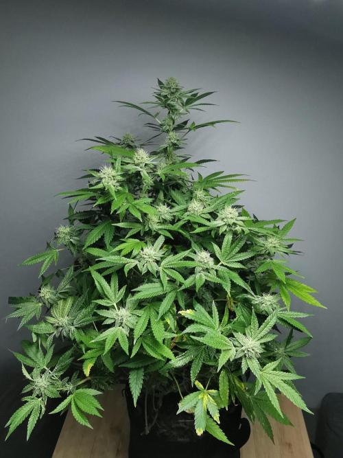 Frappe Late Z  4 / FC-E4800 / 90x60x140. Week 21