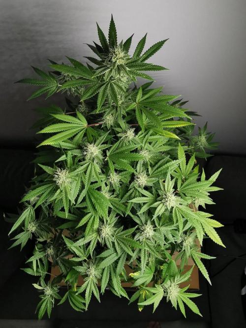 Frappe Late Z  4 / FC-E4800 / 90x60x140. Week 21