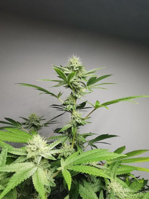Frappe Late Z  4 / FC-E4800 / 90x60x140. Week 21