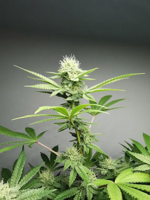 Frappe Late Z  4 / FC-E4800 / 90x60x140. Week 21
