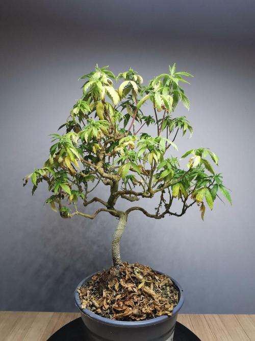Tropical Spritzer 1 /FC-E4800 /90x60x140. Week 22