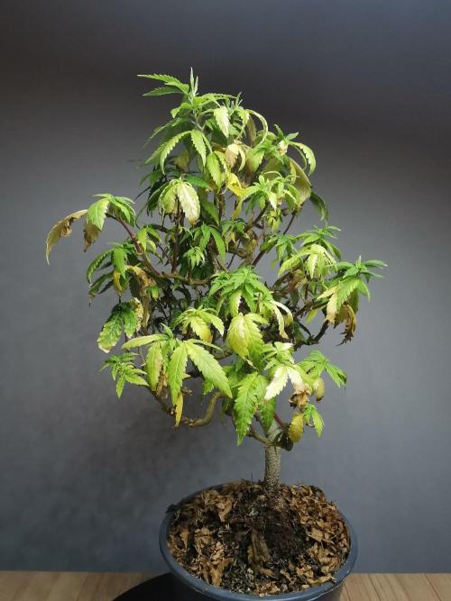 Tropical Spritzer 1 /FC-E4800 /90x60x140. Week 22