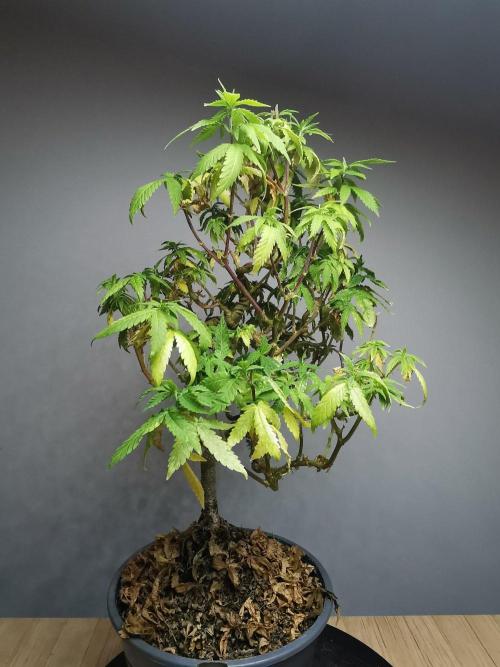 Tropical Spritzer 1 /FC-E4800 /90x60x140. Week 22