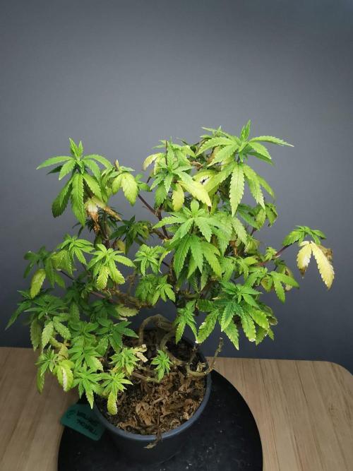 Tropical Spritzer 1 /FC-E4800 /90x60x140. Week 22